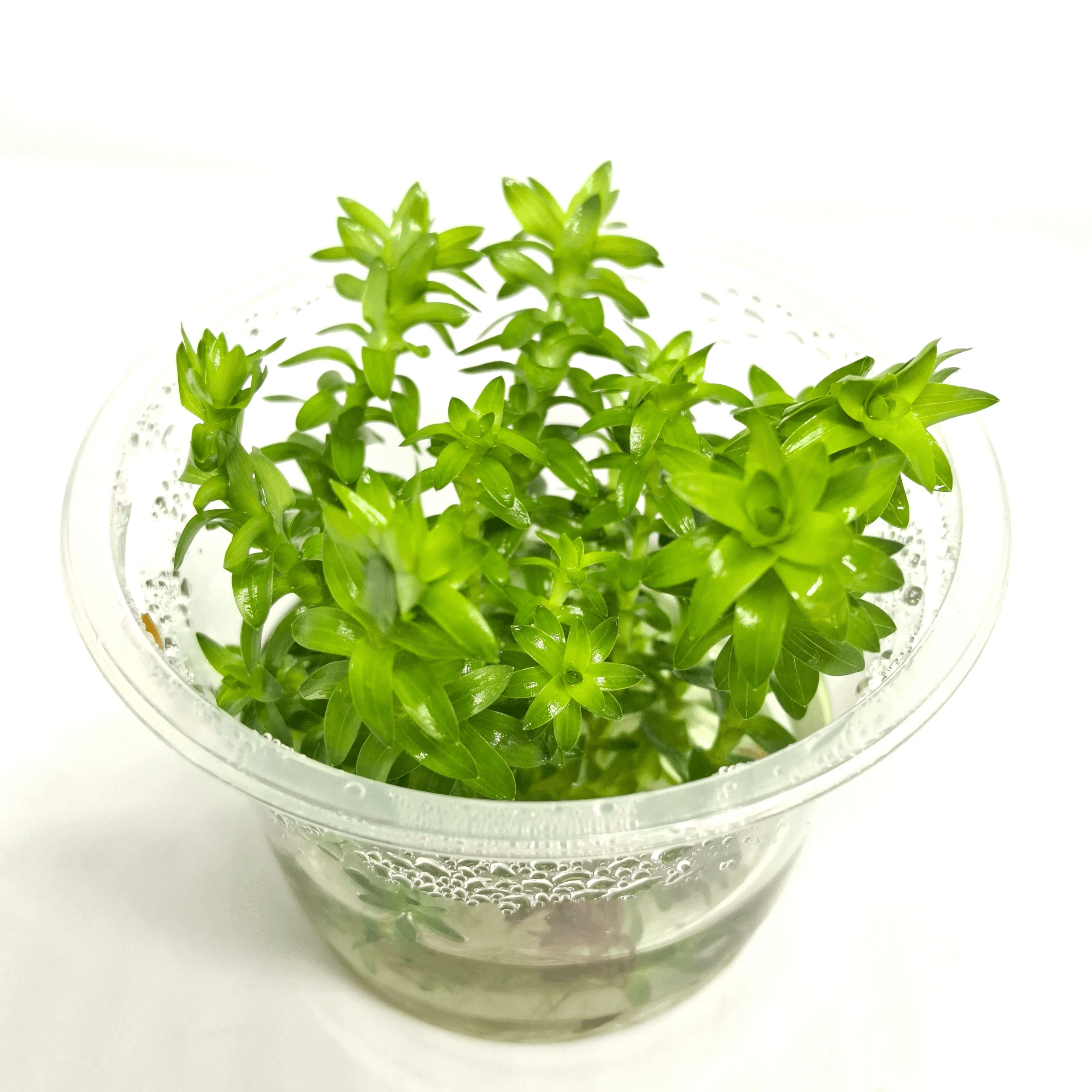 Tonina fluviatilis - 1