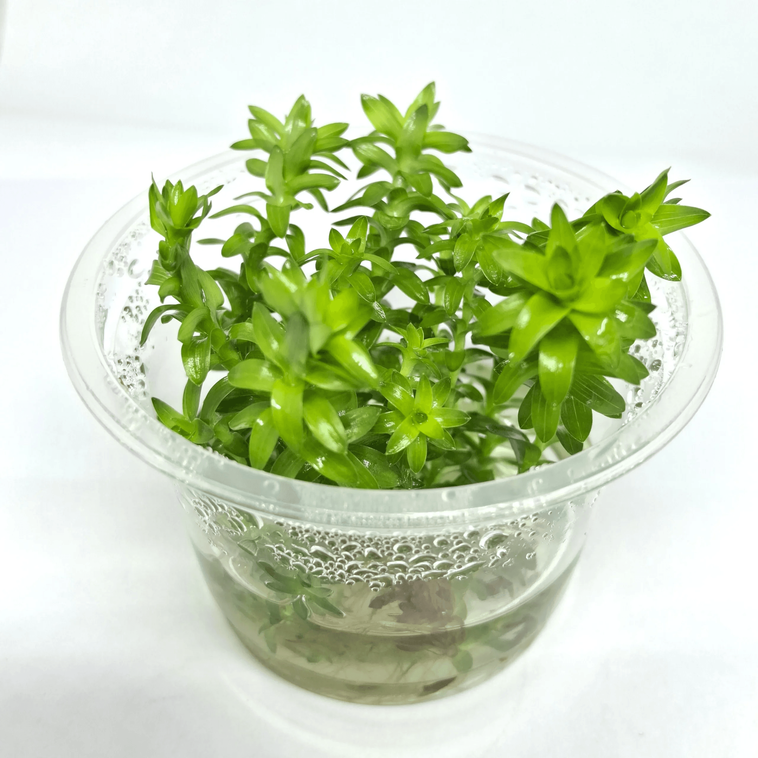 Tonina fluviatilis - 2