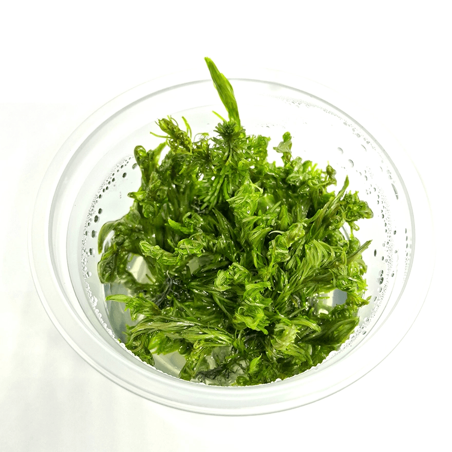 Rotala sp. “Vietnan” - 1