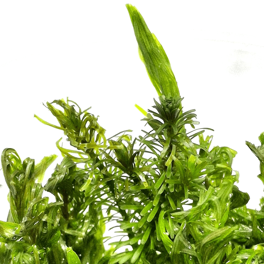 Rotala sp. “Vietnan” - 4