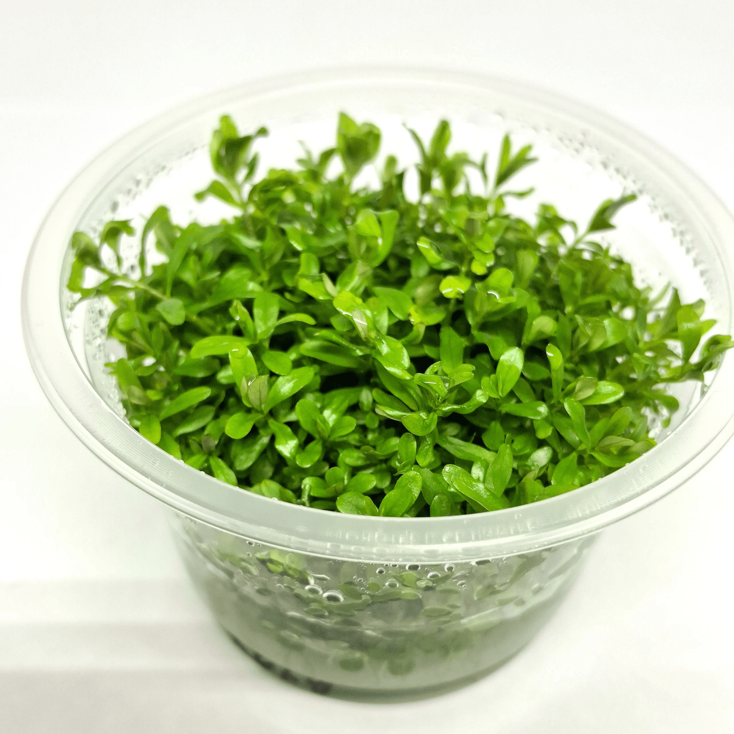 Rotala sp. ‘Ceylon’ - 1