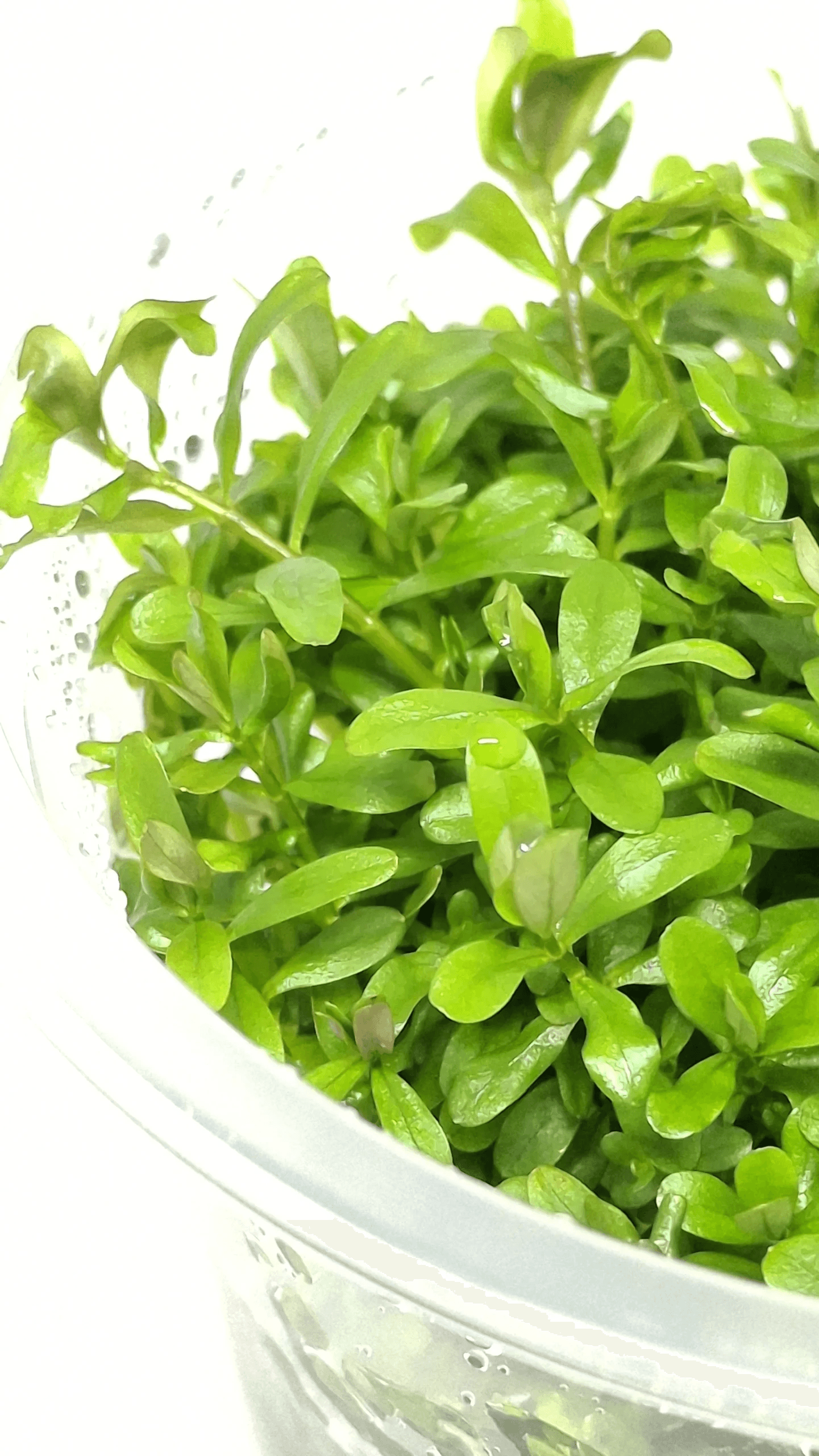 Rotala sp. ‘Ceylon’ - 3