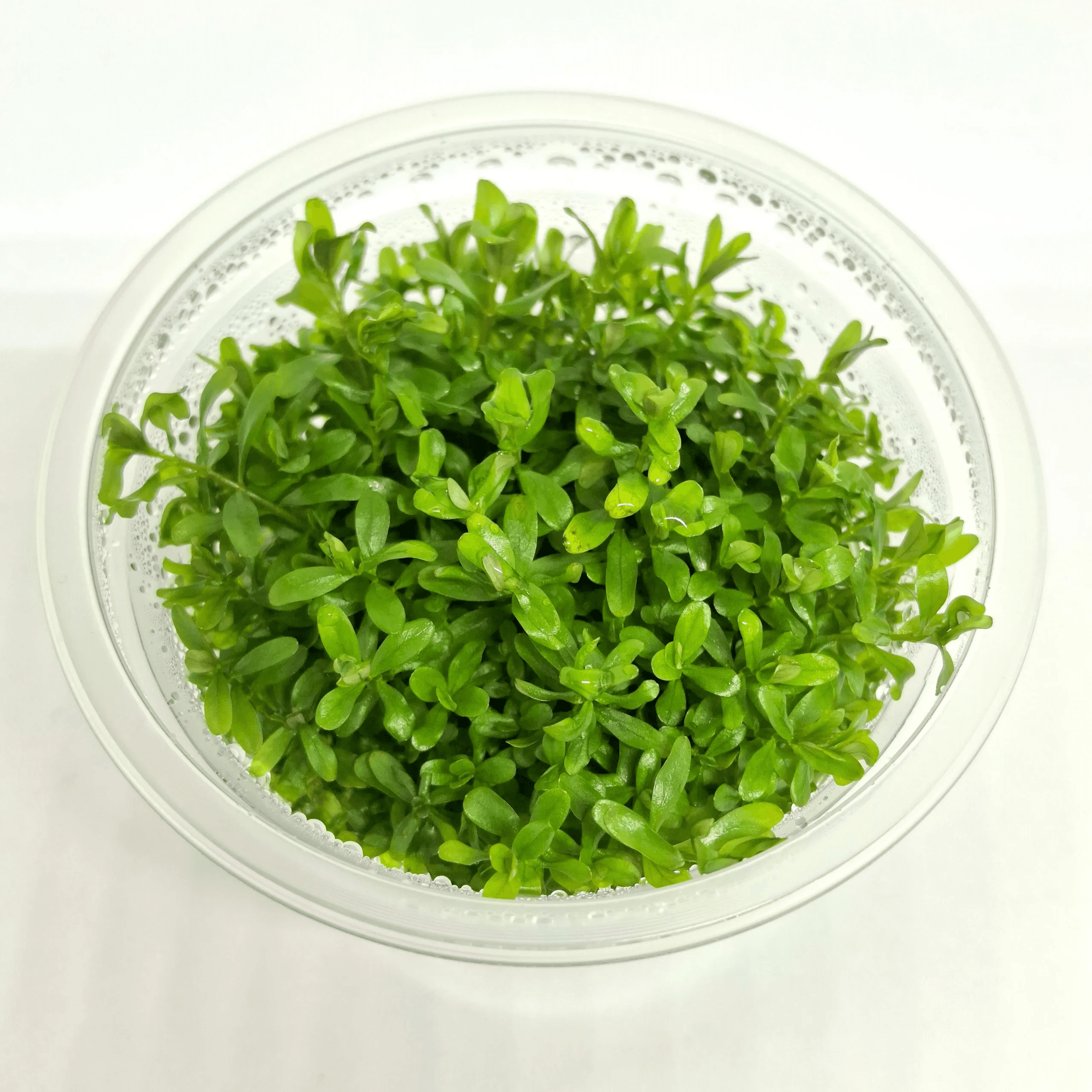 Rotala sp. ‘Ceylon’ - 4