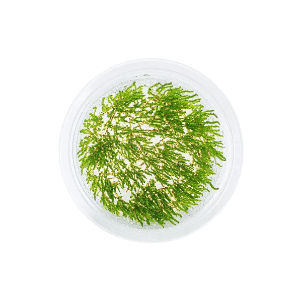 Taxiphyllum ‘Flame’ - 2