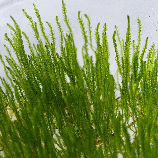 Taxiphyllum ‘Flame’ - 3
