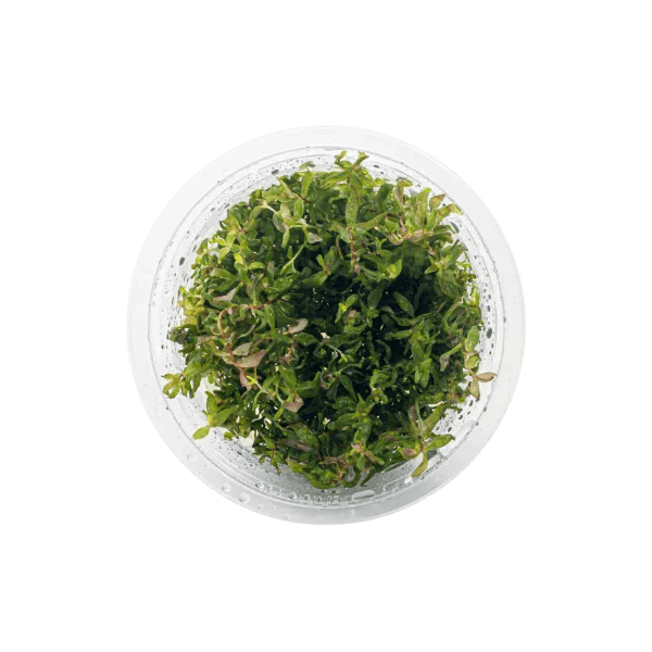Rotala sp. butterfly - 1