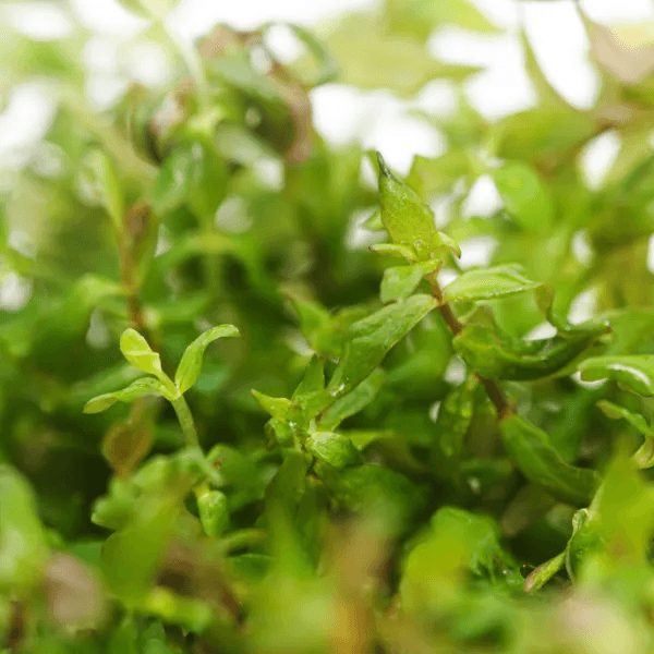 Rotala sp. butterfly - 2