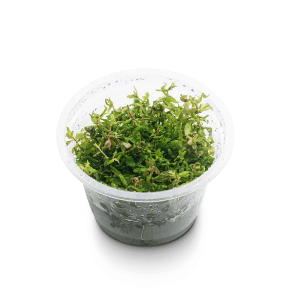 Rotala sp. butterfly - 3