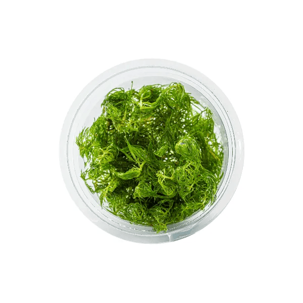 Proserpinaca palustris - 1