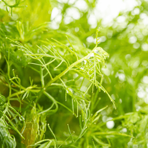 Proserpinaca palustris - 3