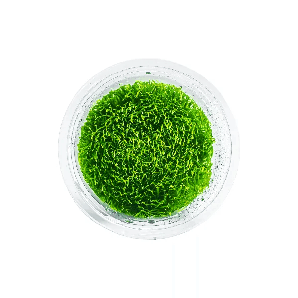 Utricularia graminifolia - 1