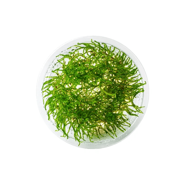 Taxiphyllum Barbieri ‘Java’ - 1