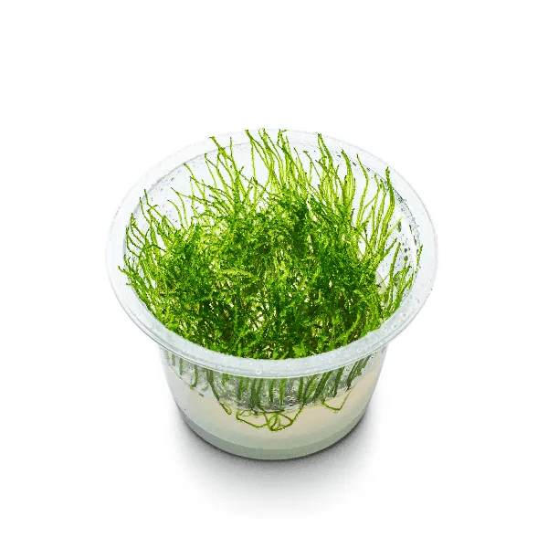 Taxiphyllum Barbieri ‘Java’ - 2