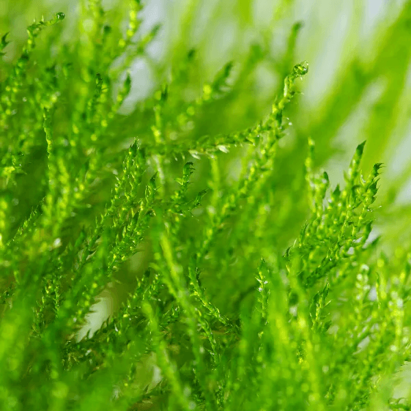 Taxiphyllum Barbieri ‘Java’ - 3
