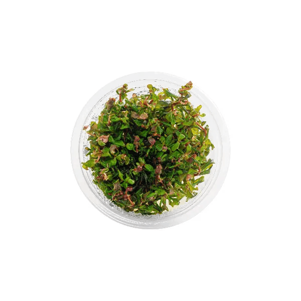 Rotala macrandra ‘red’ - 1