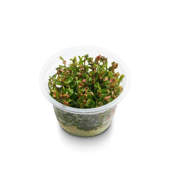 Rotala macrandra ‘red’ - 2