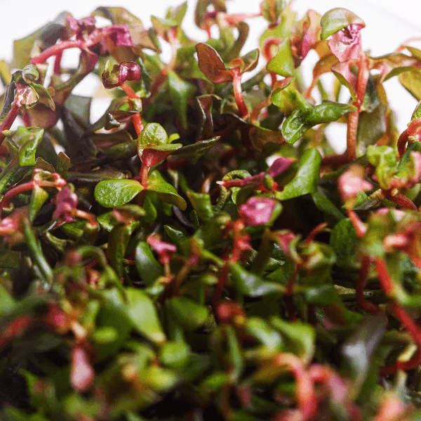 Rotala macrandra ‘red’ - 3