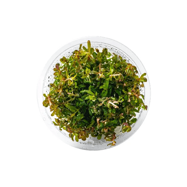 Rotala sp. H’ra - 1