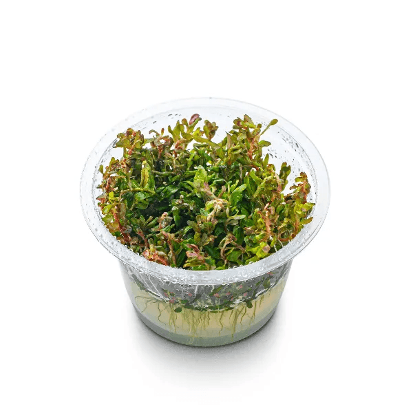 Rotala sp. H’ra - 2