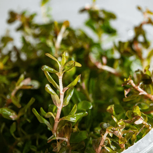 Rotala sp. H’ra - 3