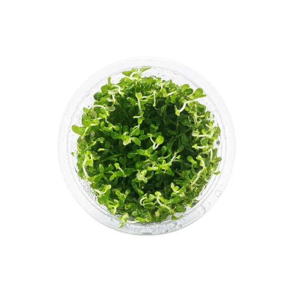 Rotala BSD - 1