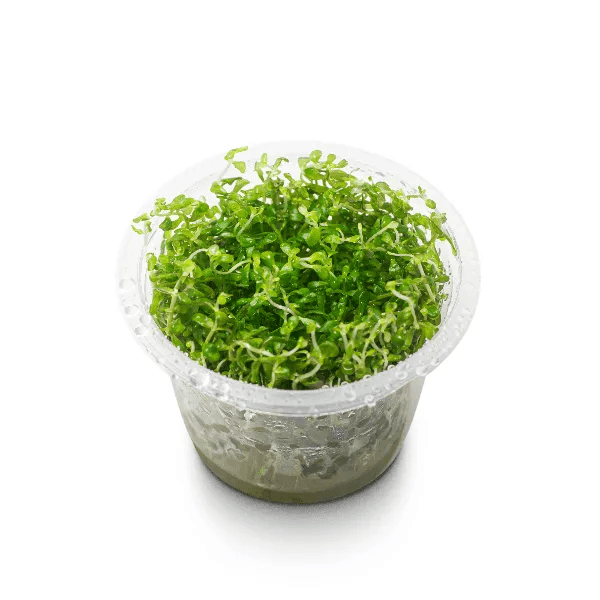 Rotala BSD - 2