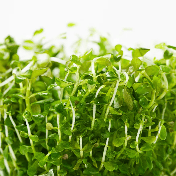 Rotala BSD - 3