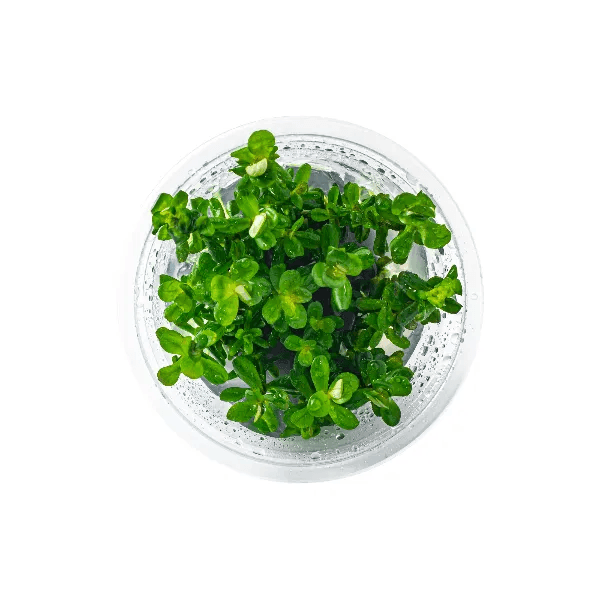 Rotala bonsai ‘Ammannia bonsai’ - 1