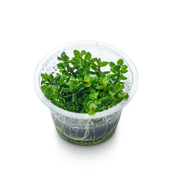 Rotala bonsai ‘Ammannia bonsai’ - 2
