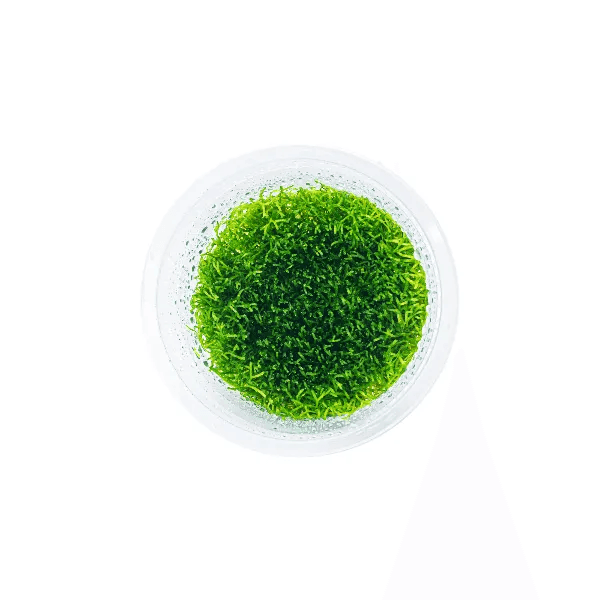Riccia fluitans - 1
