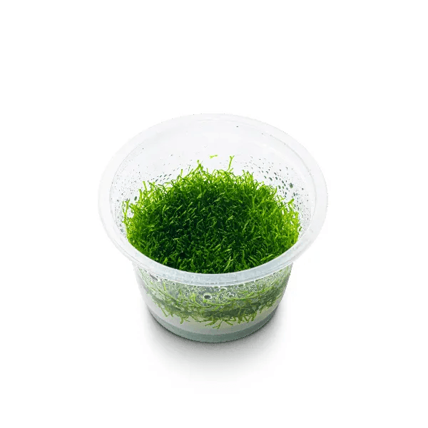 Riccia fluitans - 2