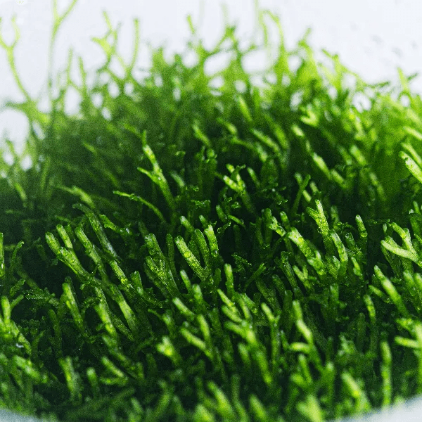 Riccia fluitans - 3