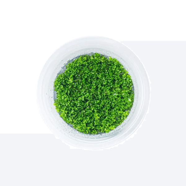 Riccardia chamedryfolia - 1