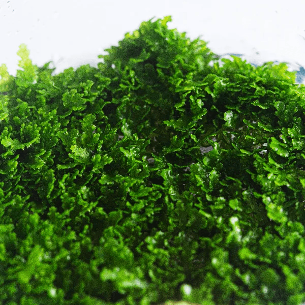 Riccardia chamedryfolia - 3