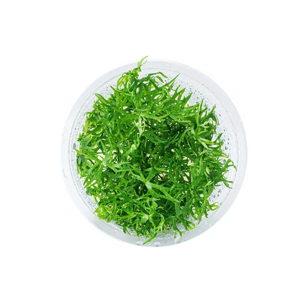 Ranunculus papulentus - 1