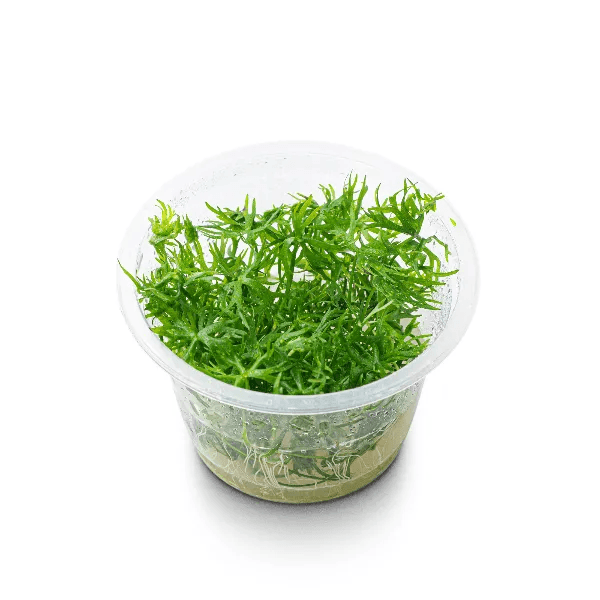 Ranunculus papulentus - 2