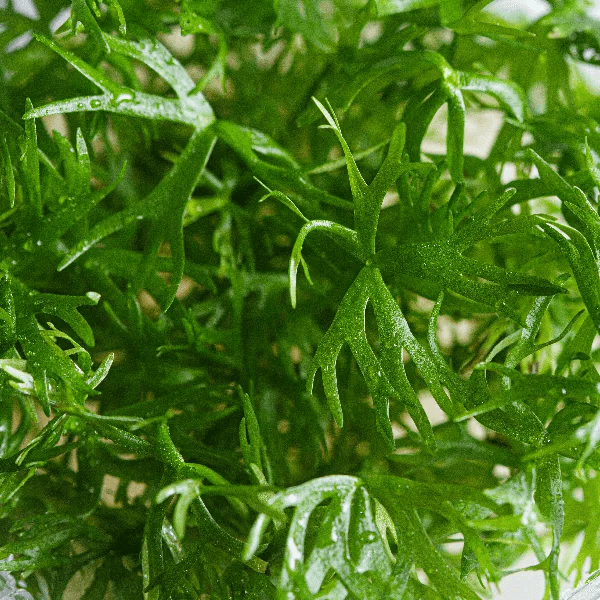 Ranunculus papulentus - 3
