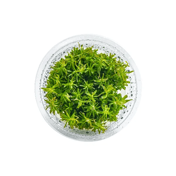 Rotala Wallichii - 1