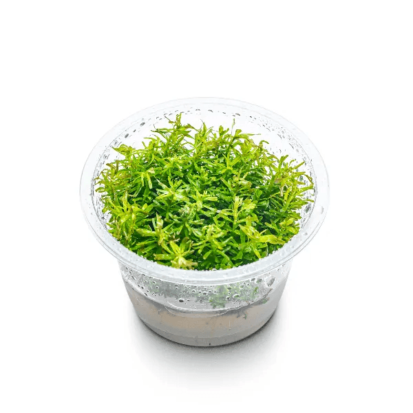 Rotala Wallichii - 2