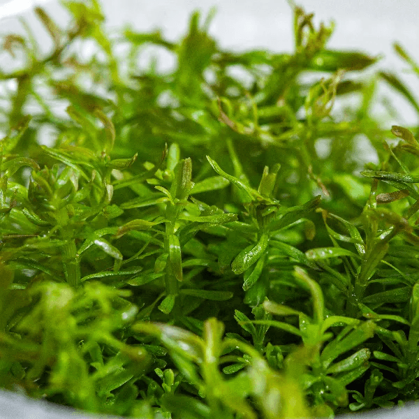 Rotala Wallichii - 3