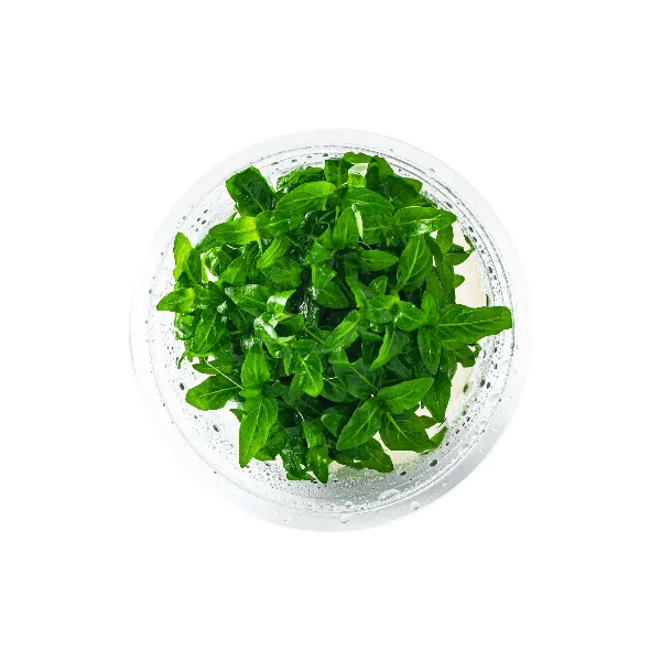Staurogyne repens - 1