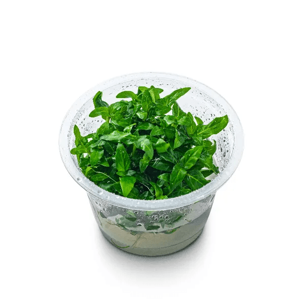 Staurogyne repens - 2
