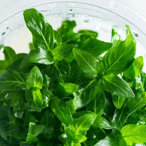 Staurogyne repens - 3