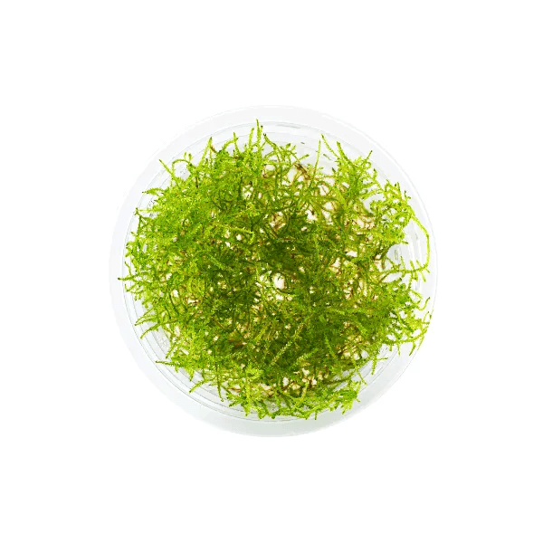 Taxiphyllum sp. ‘spiky moss’ - 1