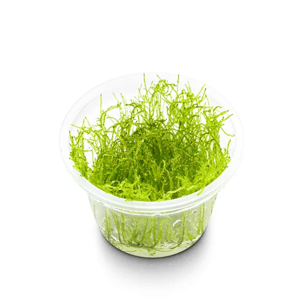 Taxiphyllum sp. ‘spiky moss’ - 2