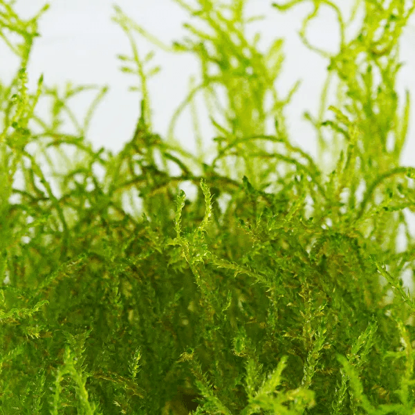 Taxiphyllum sp. ‘spiky moss’ - 3